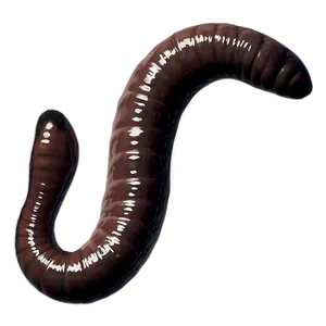 Earthworm Illustration Png 06212024 PNG image