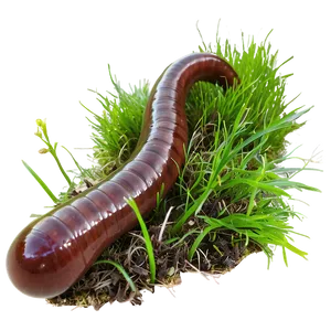 Earthworm In Grass Picture Png Jjq PNG image