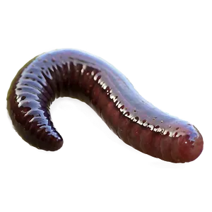 Earthworm In Rainy Weather Png 1 PNG image