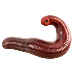 Earthworm Scientific Study PNG 06212024