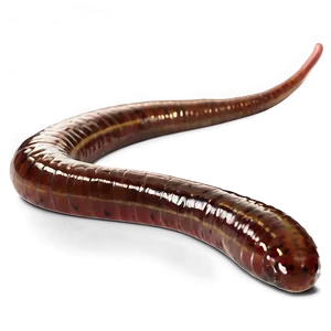 Earthworm Scientific Study PNG 24
