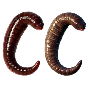 Earthworm Scientific Study PNG Esx