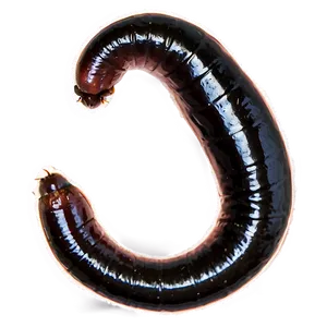 Earthworm Segments Close-up Png 06212024 PNG image