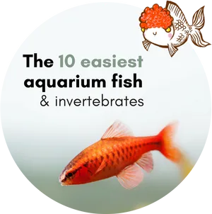 Easiest Aquarium Fish Invertebrates PNG image