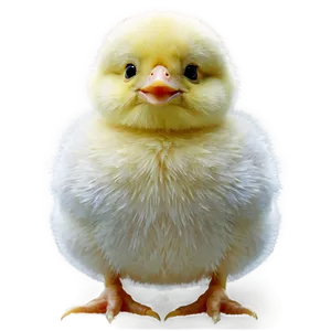 Easter Chick Cute PNG 05212024