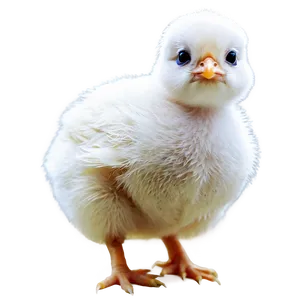 Easter Chick Cute PNG 72