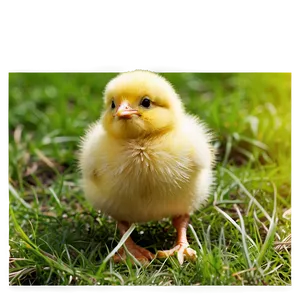 Easter Chick PNG 05242024