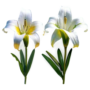 Easter Lily Clipart Png 06262024 PNG image