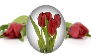 Easter Tulipsin Egg Frame PNG image