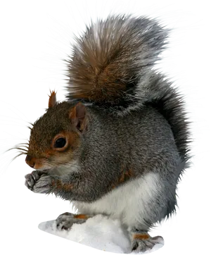 Eastern_ Gray_ Squirrel_ Eating_ Nut