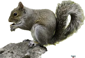 Eastern_ Gray_ Squirrel_ Snacking