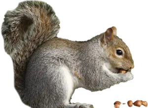 Eastern Grey Squirrel Eating Nut