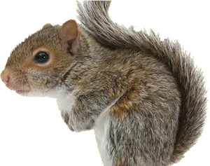Eastern Grey Squirrel Profile