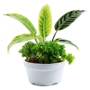 Easy Plant Care PNG 06252024
