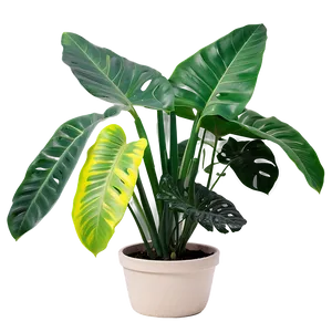 Easy Plant Care PNG Bgp57 PNG