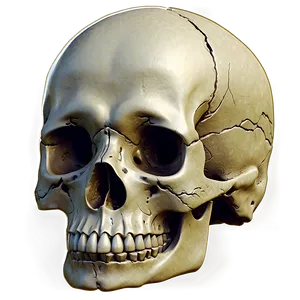 Easy Skull Sketch Png 06282024 PNG image