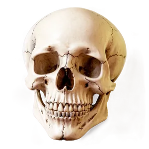 Easy-to-draw Skull Png 51 PNG image