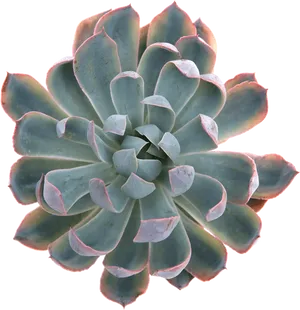 Echeveria Succulent Top View.png PNG image