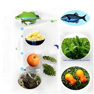 Ecological Food Web Chart PNG Bqa