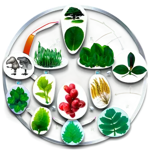 Ecological Food Web Chart PNG Dqi