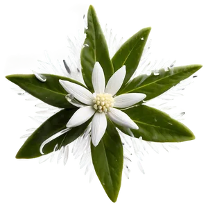 Edelweiss Flower Transparent PNG 05252024 PNG