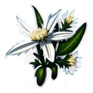 Edelweiss Flower Transparent PNG 05252024 PNG