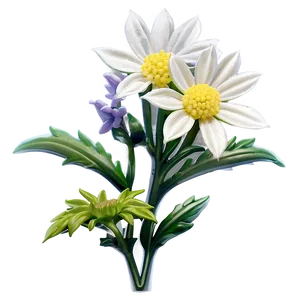 Edelweiss Flower Transparent PNG Kvk PNG