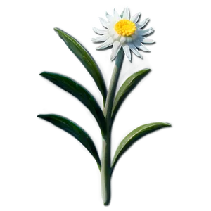 Edelweiss Mountain Flower PNG 22