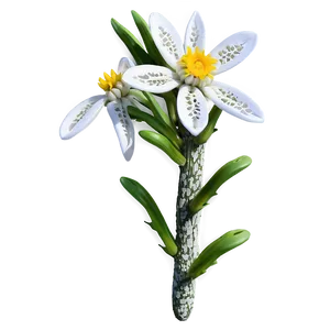 Edelweiss Mountain Flower PNG Rcs29