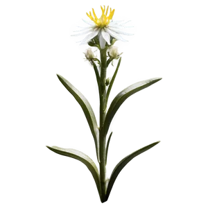 Edelweiss Mountain Flower PNG Xjk35