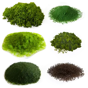 Edible Algae Species PNG 06212024