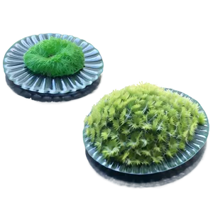 Edible Algae Species PNG 52