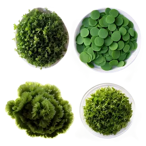 Edible Algae Species PNG 62