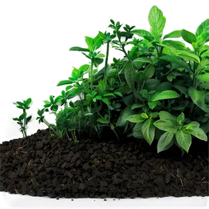 Edible Herb Bush Png Fgo PNG image