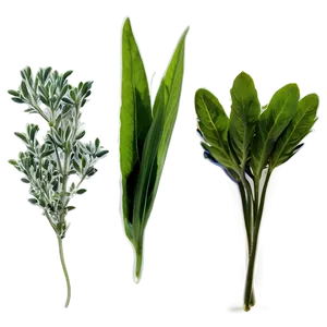 Edible Herb PNG 06272024