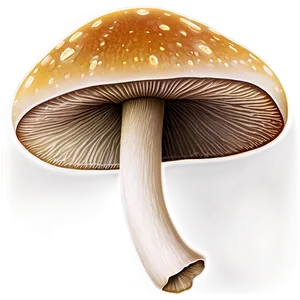 Edible Mushroom Png 05032024 PNG image