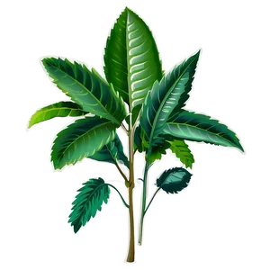Edible Plant Png Bmb1 PNG image
