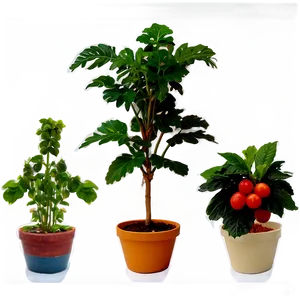 Edible Potted Plants PNG 06122024 PNG