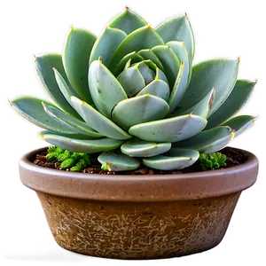 Edible Succulents Information PNG 99 PNG