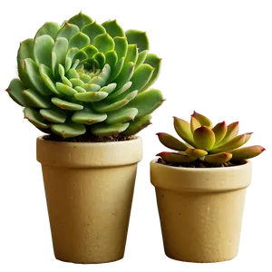 Edible Succulents Information PNG Osk PNG