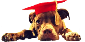 Educated Pitbull Graduation Cap.png PNG image