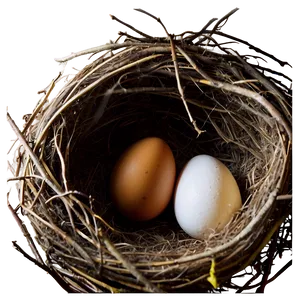 Egg In Nest Png Skb PNG image