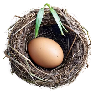 Egg In Nest PNG Vxe