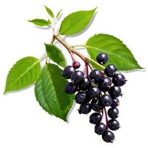 Elderberry A