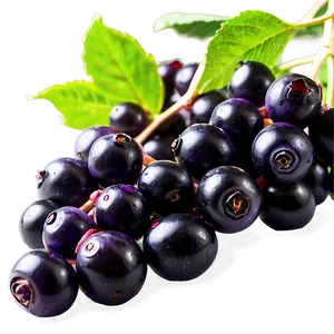 Elderberry Antioxidant PNG Kqj