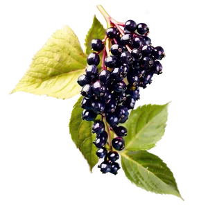 Elderberry Antioxidant PNG Kwd