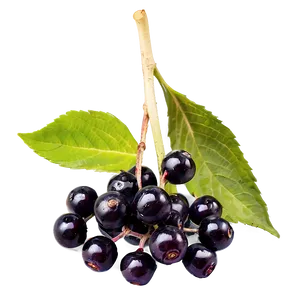 Elderberry Antioxidant Png Tvp4 PNG image