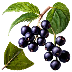 Elderberry B