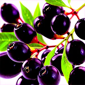 Elderberry Background Png 94 PNG image