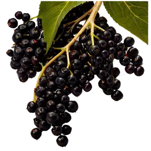 Elderberry Background PNG Ysm